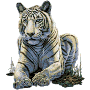 Magnifique ce tigre!